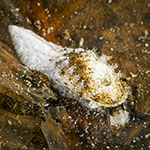 Stomatella 02